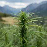 L’utilisation du CBD pour améliorer la concentration au travail : une alternative naturelle pour les professionnels