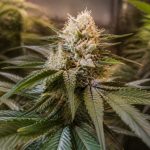 Mango kush plant : données scientifiques, effets et précautions liés au cbd