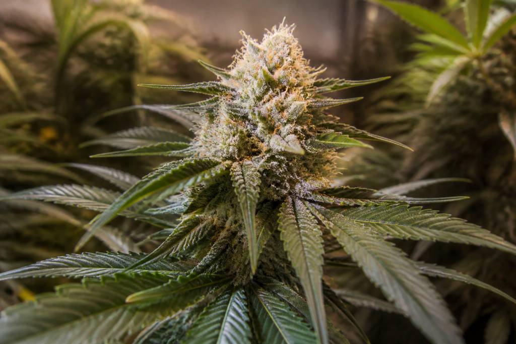 Mango kush plant : données scientifiques, effets et précautions liés au cbd