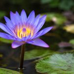 Lotus bleu danger : effets, risques et précautions à connaître
