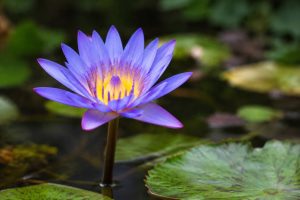 Lotus bleu danger : effets, risques et précautions à connaître