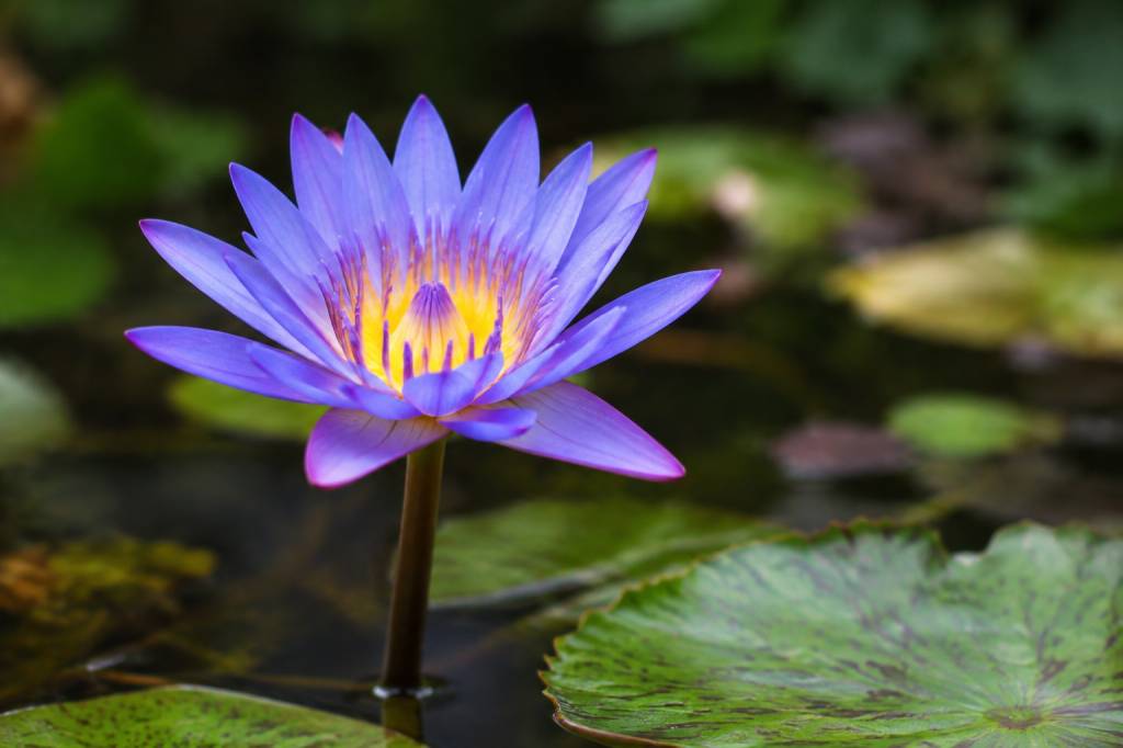 Lotus bleu danger : effets, risques et précautions à connaître